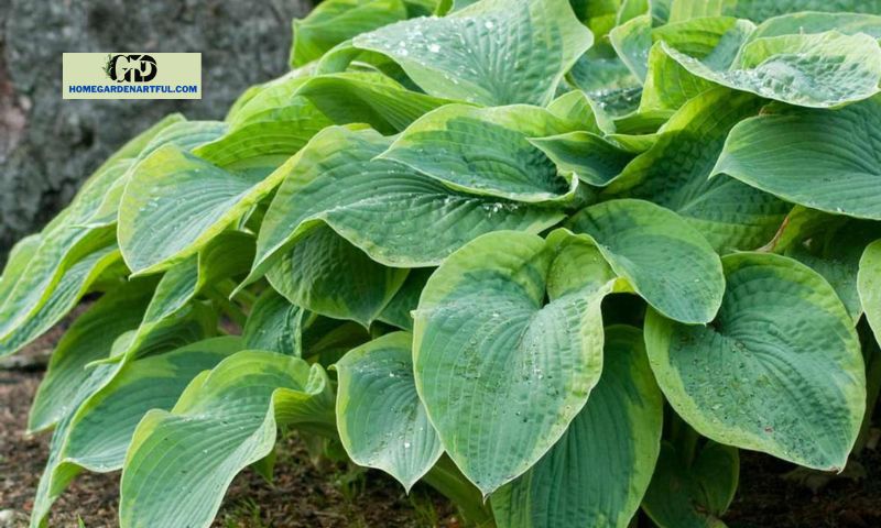 Growing and Cultivating Hosta Frances Williams