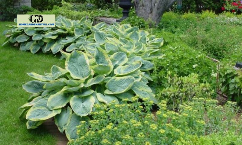 Landscaping Ideas with Hosta Frances Williams