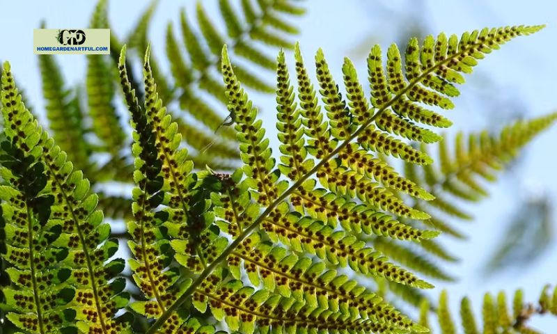 Understanding Ferns