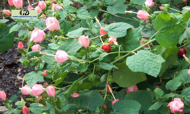 Cultivation and Propagation of the Turk's Cap Plant