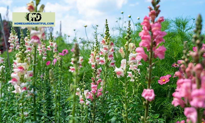 How to grow Pink Snapdragon Flower