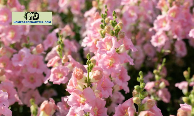 Considerations for Pink Snapdragon Flower Care