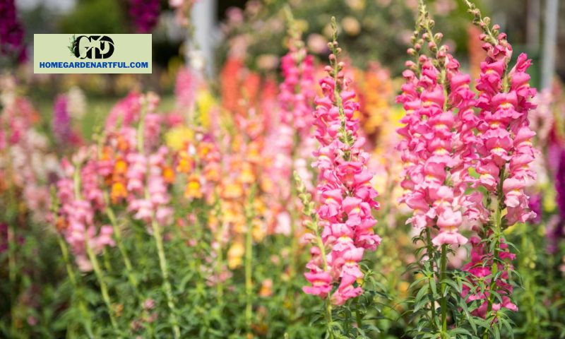 Are snapdragons resilient?