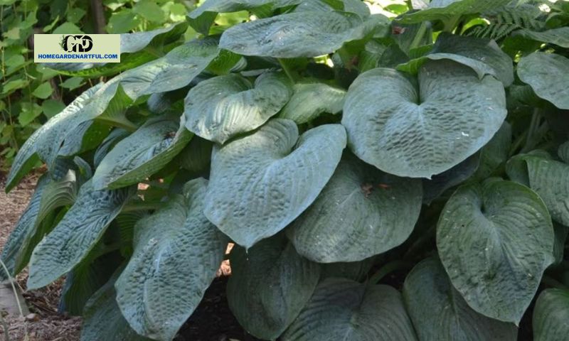Ideal Growing Conditions for Big Daddy Hosta