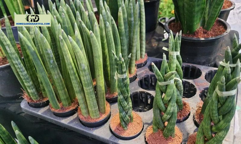 Characteristics of Cylindrical Snake Plants