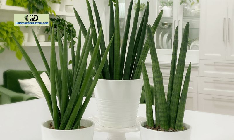 How to Care for Cylindrical Snake Plants