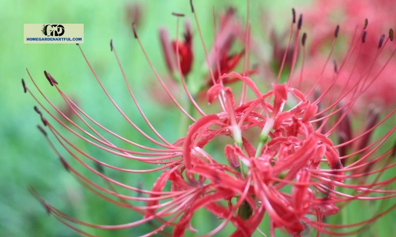 What does a spider lily symbolize?