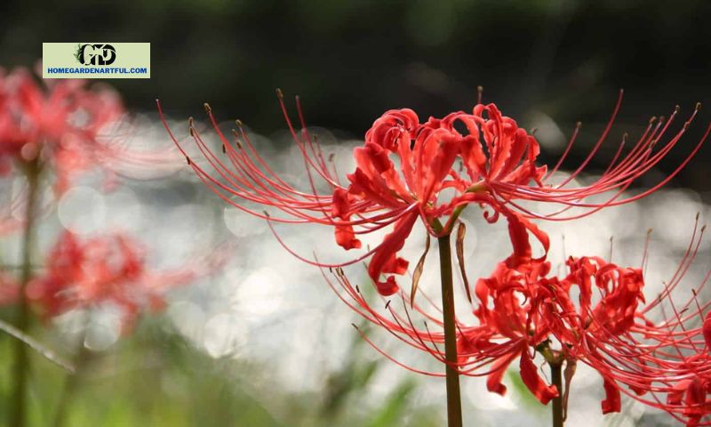 Red Spider Lily Meaning
