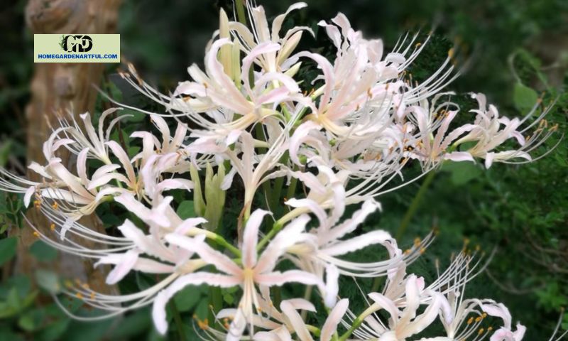 White Spider Lily Meaning