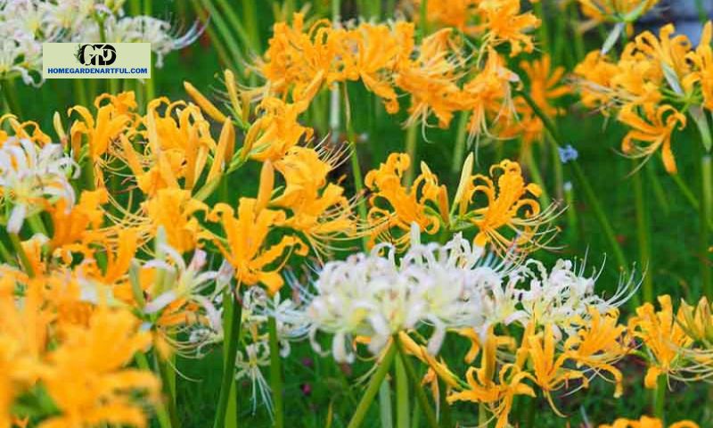 Golden Spider Lily Meaning