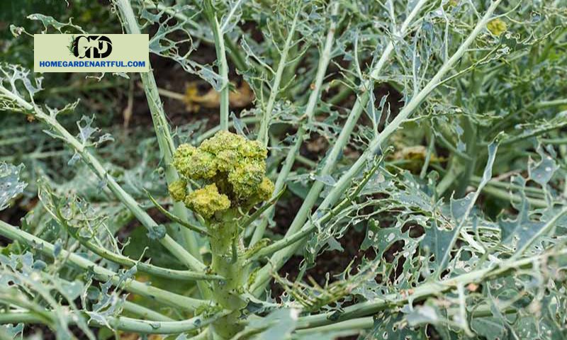 5 Factors Contributing to Broccoli Spider Mites
