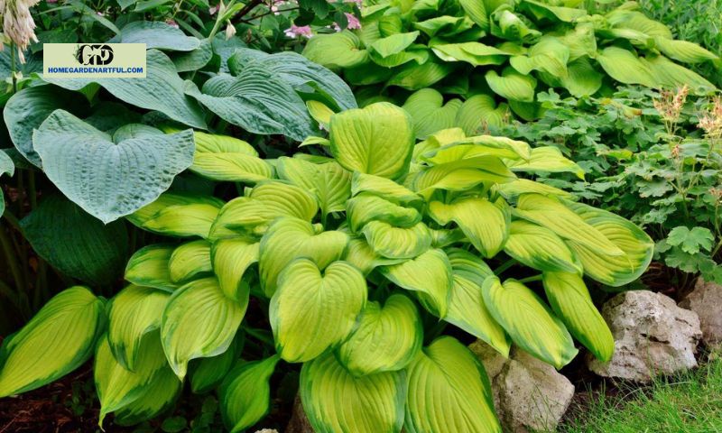 Cultivating Hosta Stained Glass