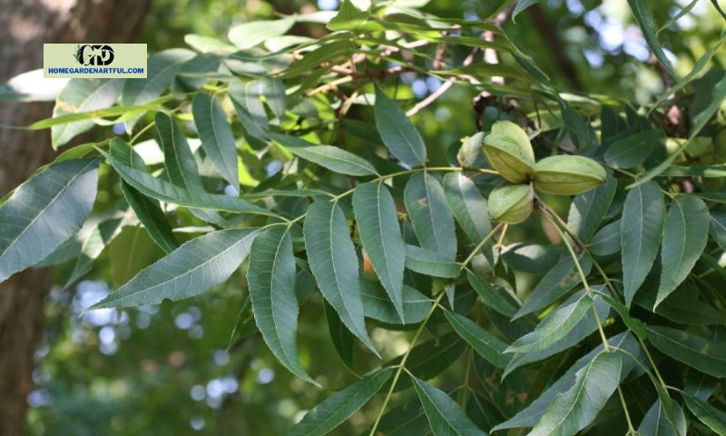 Why Do Plants Perish by Pecan Tree Leaves?
