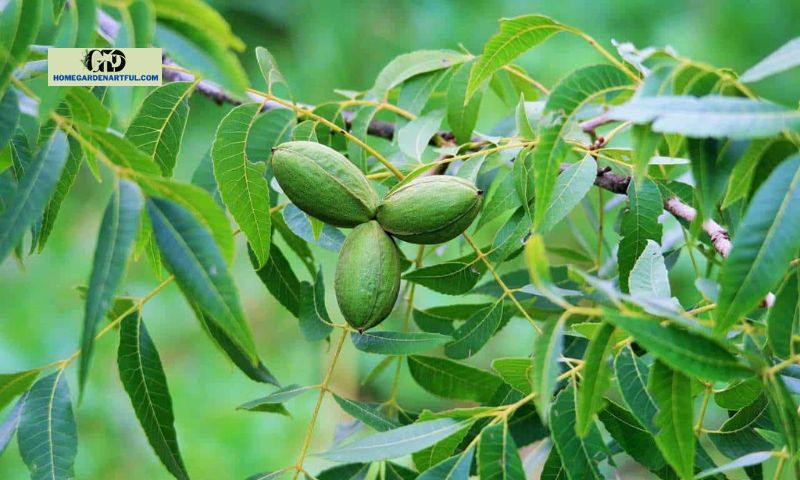 Why Are Pecan Trees Not Killed By This Toxin?