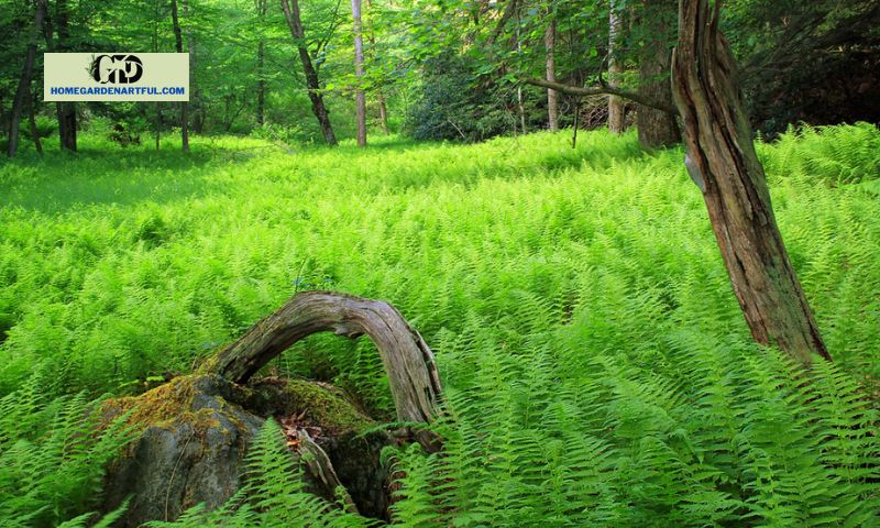 Benefits and Uses of Hay Scented Fern