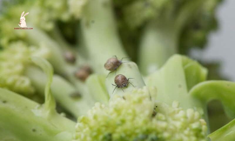 What to do if you discover pests in your garden-grown broccoli