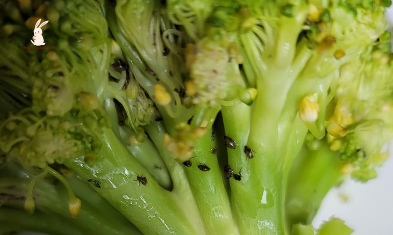 How to get rid of pests in broccoli after harvesting