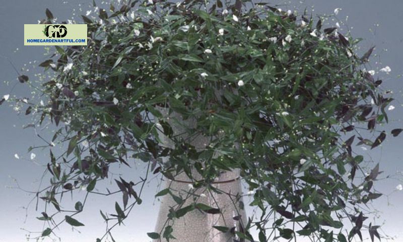 How to care for a Bridal Veil plant