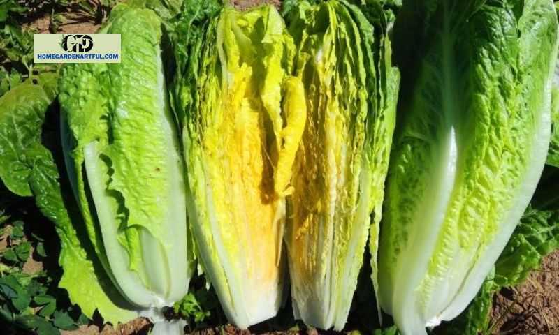 Nutritional Benefits of Parris Island Lettuce