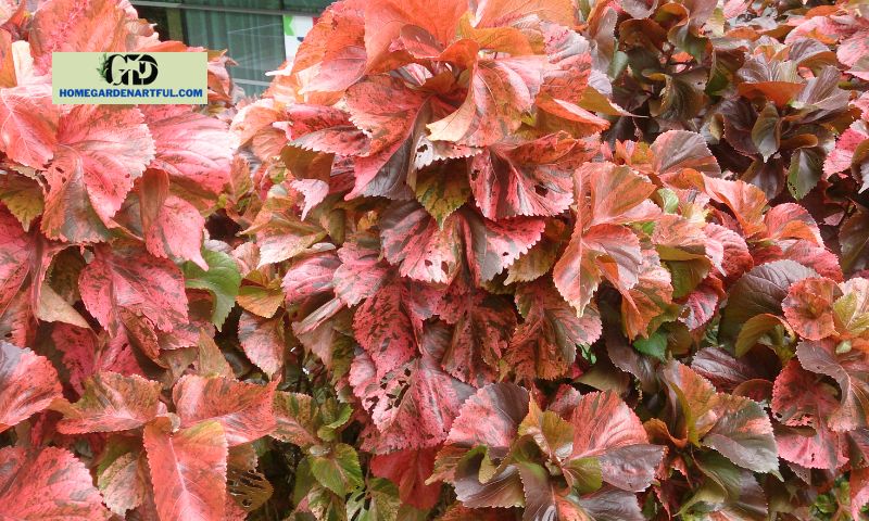Common diseases of copper leaf plants