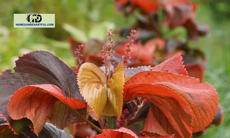 Is a copper plant annual or perennial?