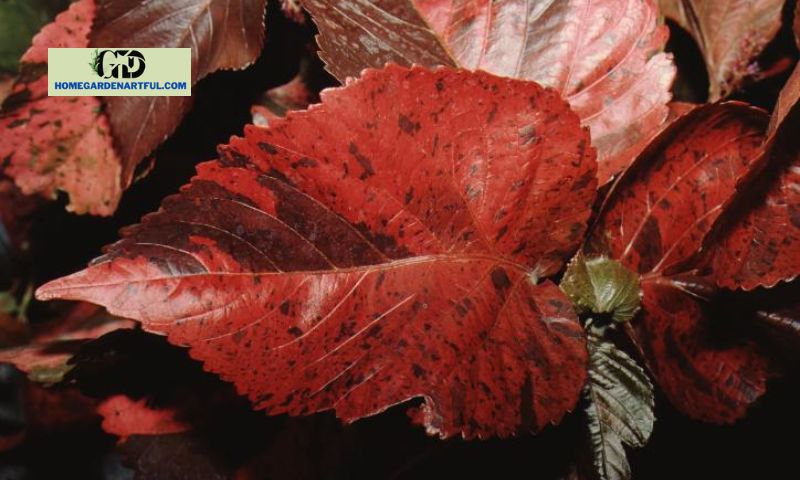 About Copper Leaf Plant