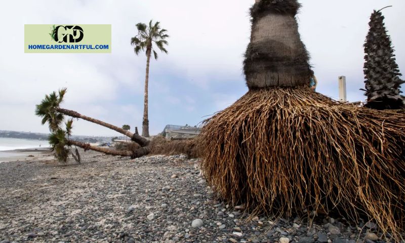 Root Structure of a Palm Tree
