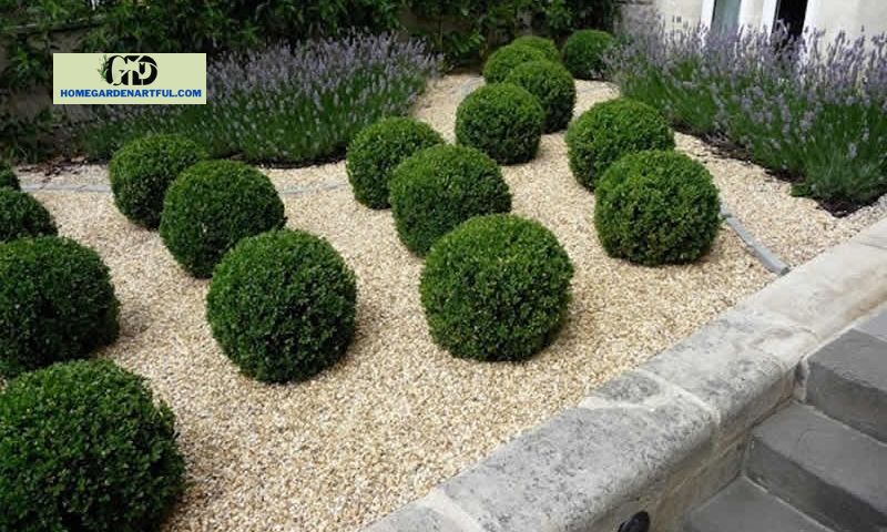 How to Care for Green Gem Boxwood