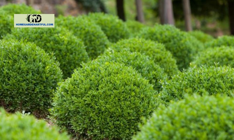 Protect Boxwood Roots
