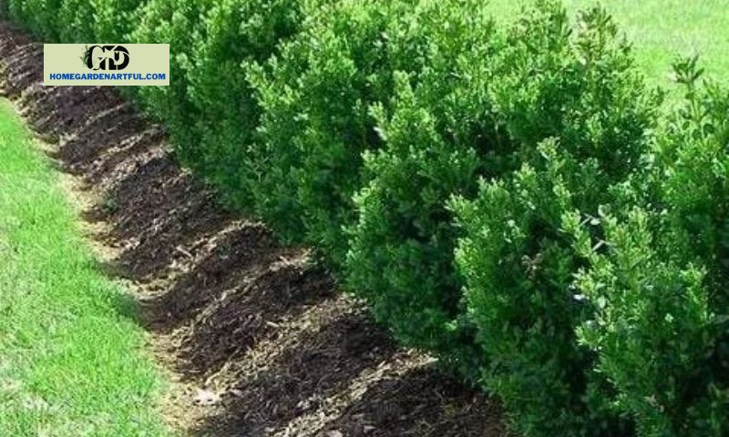Protect Green Gem Boxwood in Winter 