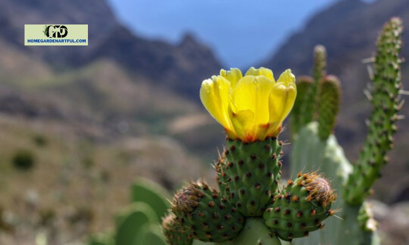 Cultivating Yellow Flowering Cactus