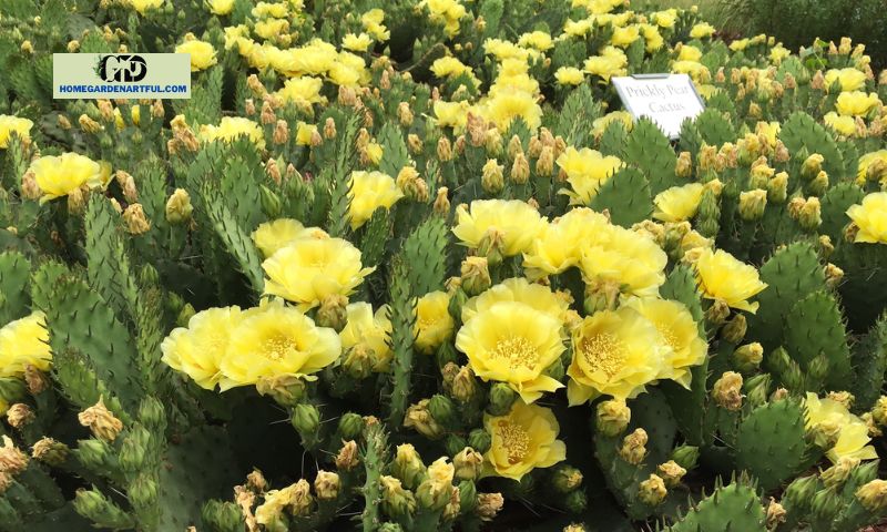 Benefits of Yellow Flowering Cactus