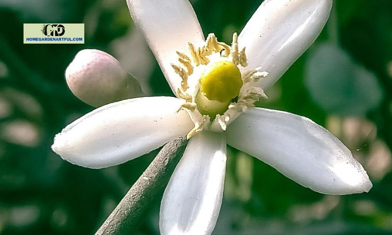 Common Issues and Diseases Affecting Lemon Tree Flowers