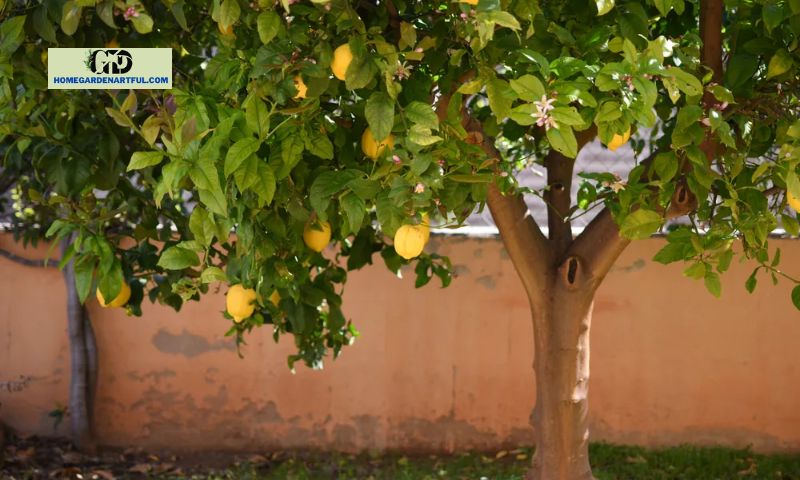 Promoting Flowering in Lemon Trees