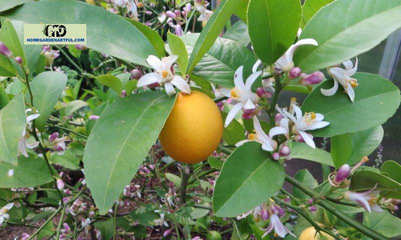 Understanding Lemon Tree Flowers