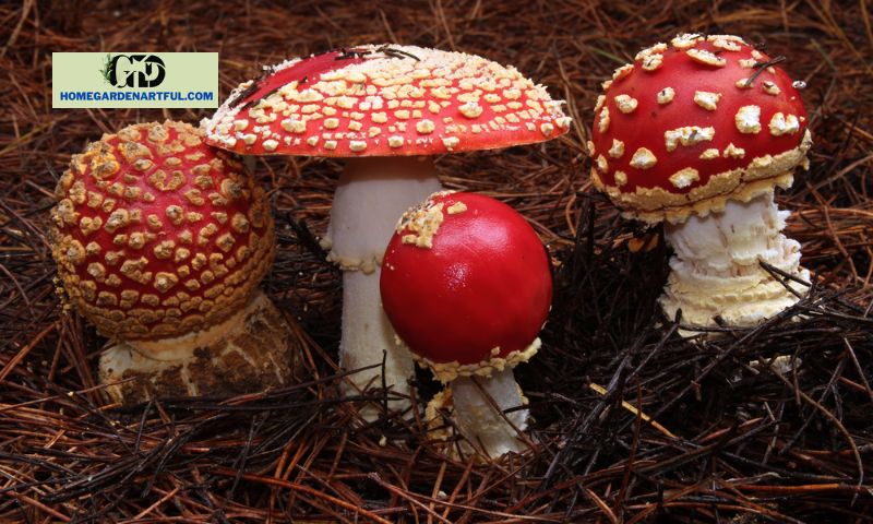 Importance of Identifying Red Mushrooms