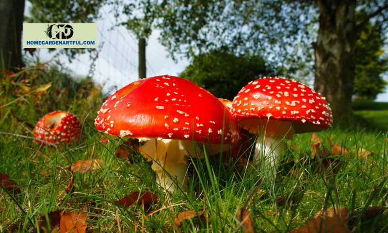 Characteristics of Red Mushrooms