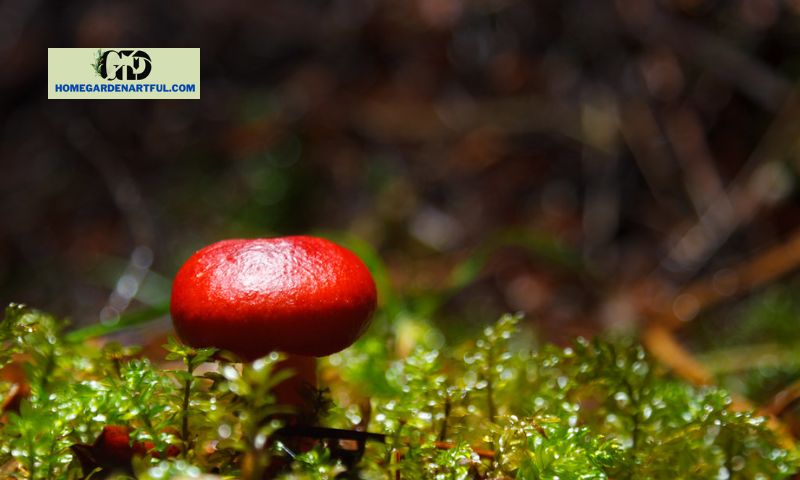 Common Red Mushroom Species