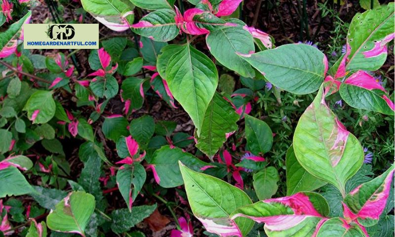 Care and Maintenance of Alternanthera Party Time