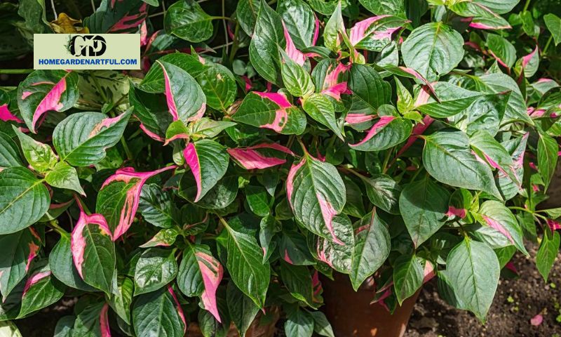 Landscaping and Design Ideas with Alternanthera Party Time