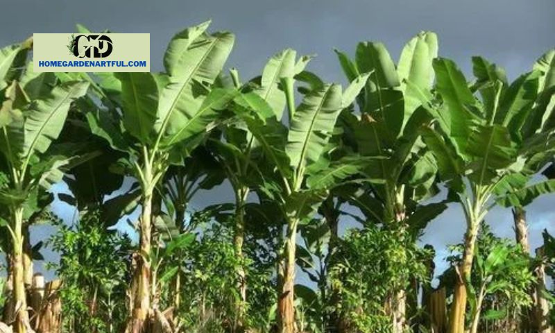 Planting and Growing Banana Palm Trees