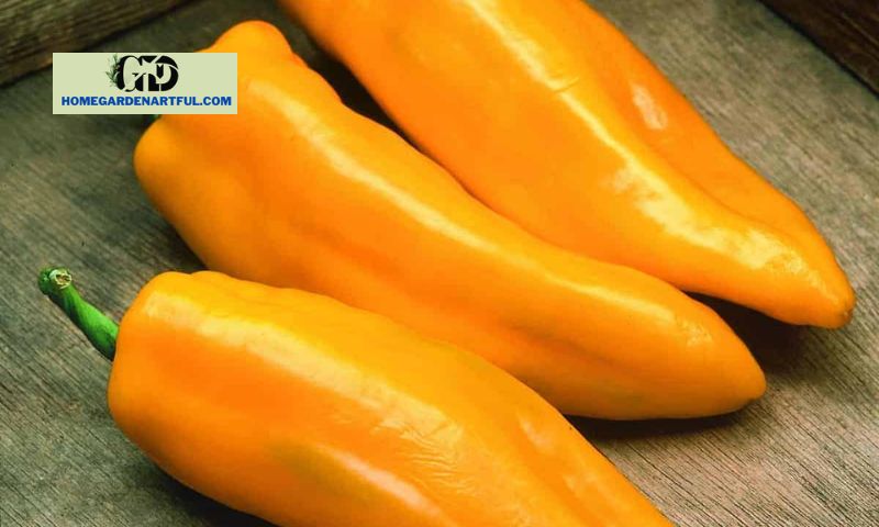 Growing and Cultivating Giant Marconi Peppers