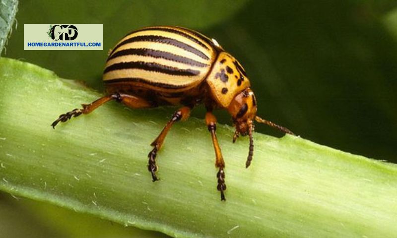 Identifying Garden Pest Beetles