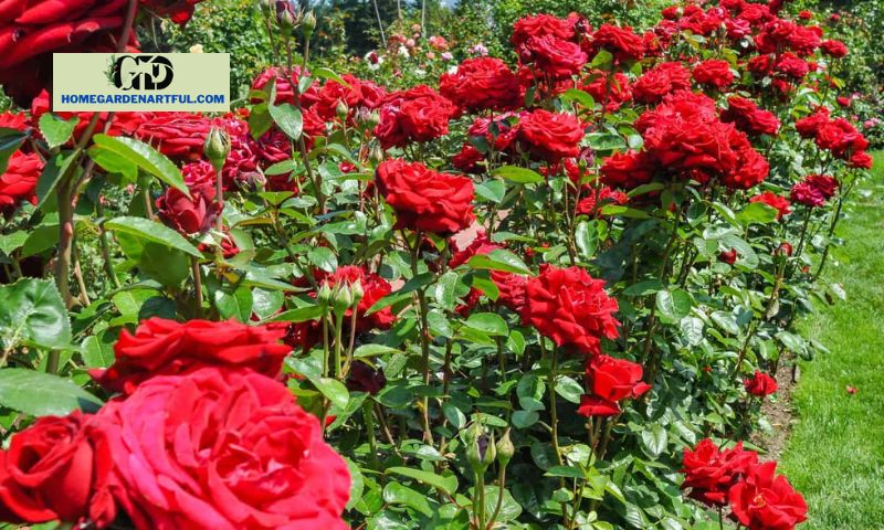 How to Grow and Take Care of Red Drift Rose