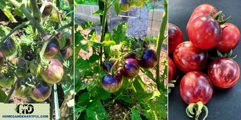 Cà chua dâu đen là gì và cách trồng nó