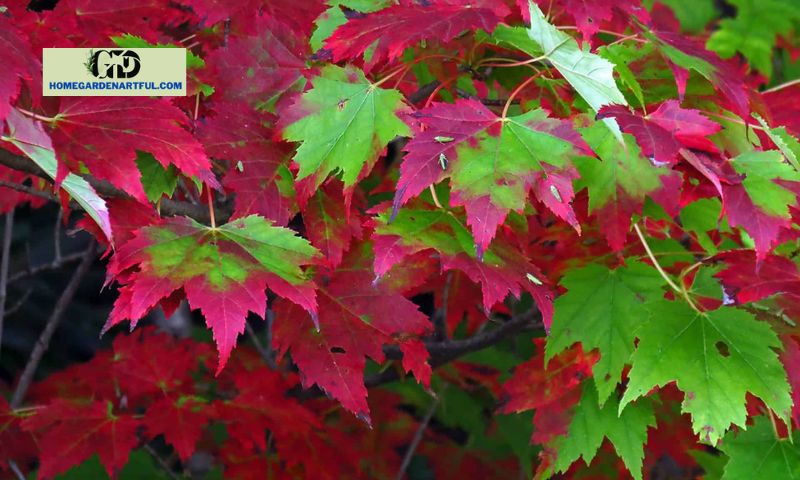 Characteristics of Red Point Maple