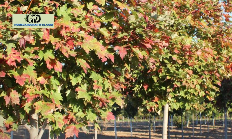 Benefits of Red Point Maple