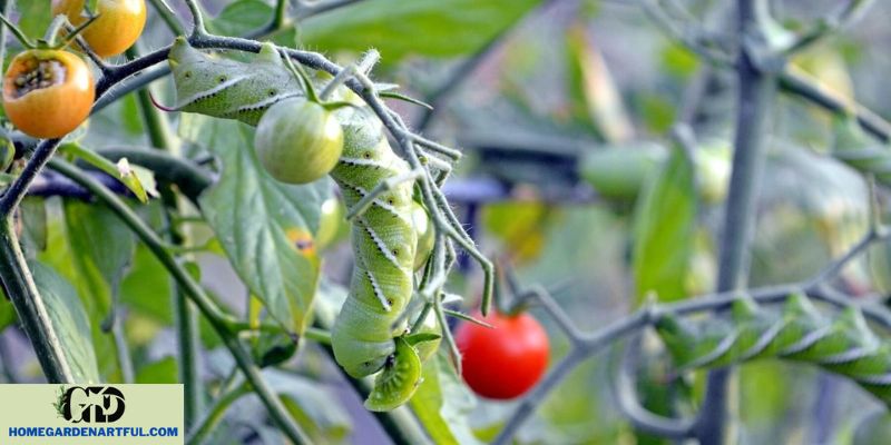 Cà chua dâu đen là gì và cách trồng nó