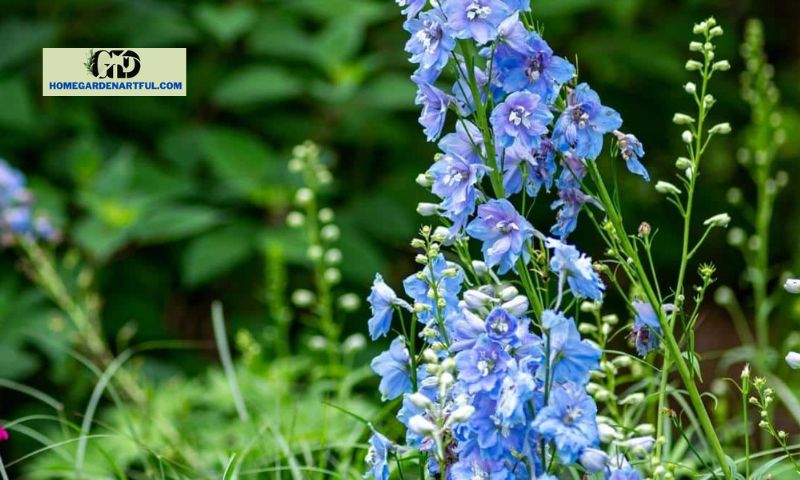 Uses and Symbolism of Light Blue Delphiniums