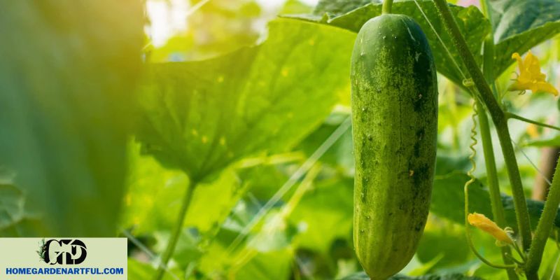 Environmental Factors Affecting Cucumber Health